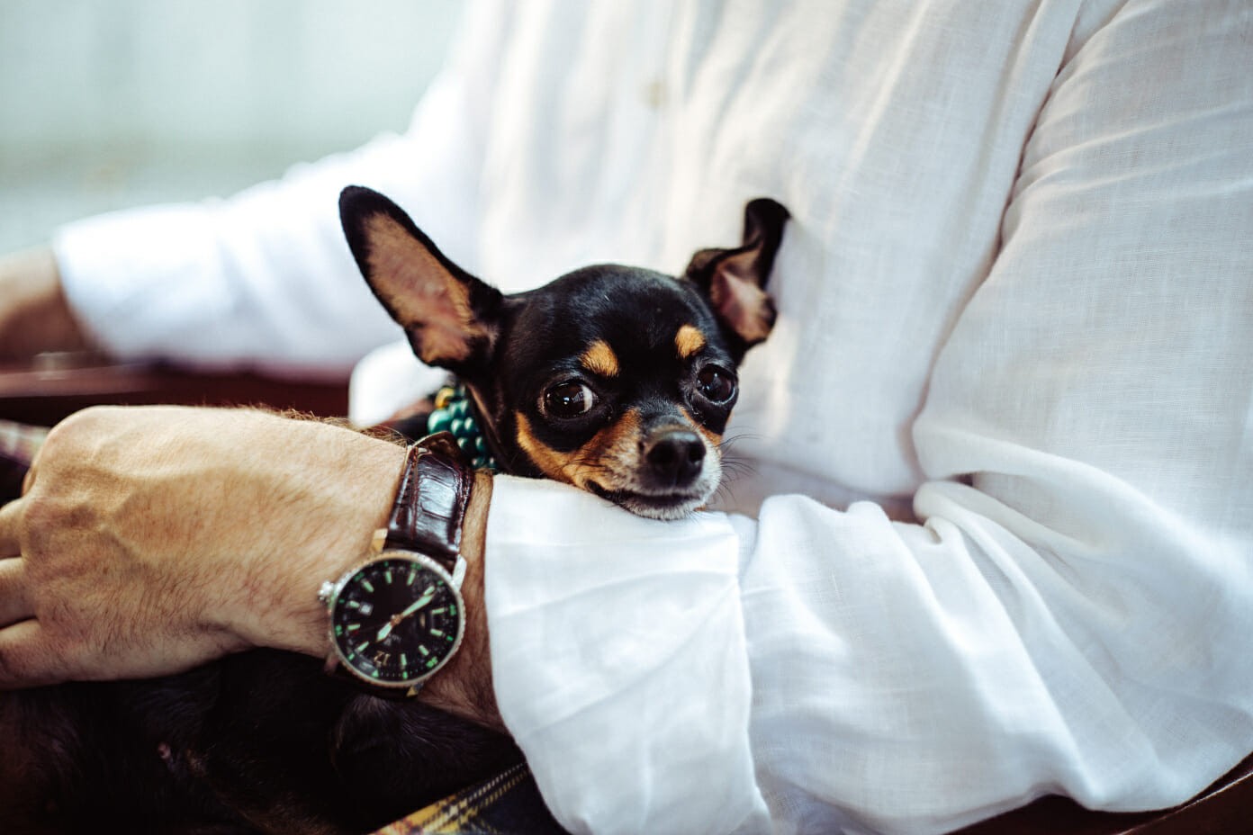 Business man holding a puppy